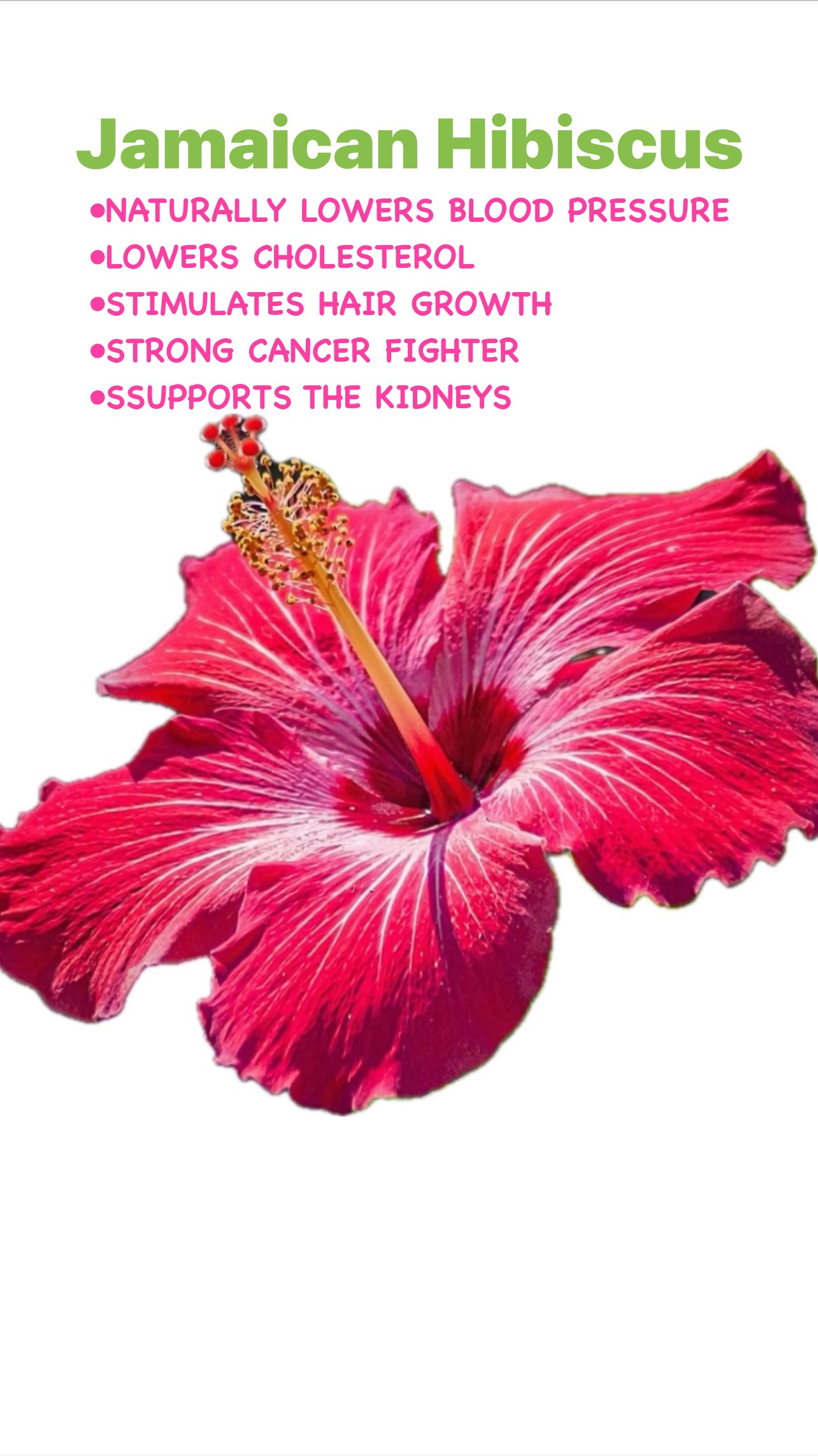 Jamaican HIBISCUS TEA BAGS/ with AGAVE